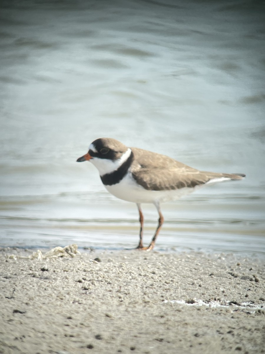Semipalmated Plover - Mike Terenzoni