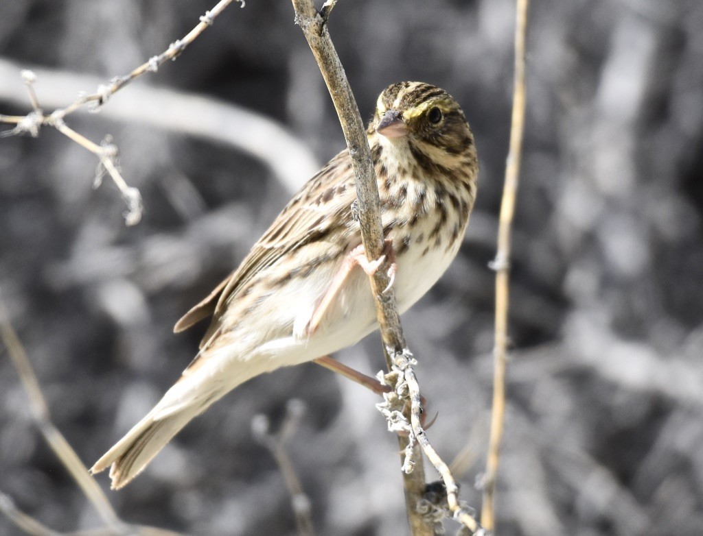Savannah Sparrow - ML617640319