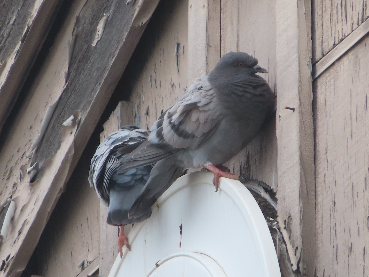 Rock Pigeon (Feral Pigeon) - ML617640424