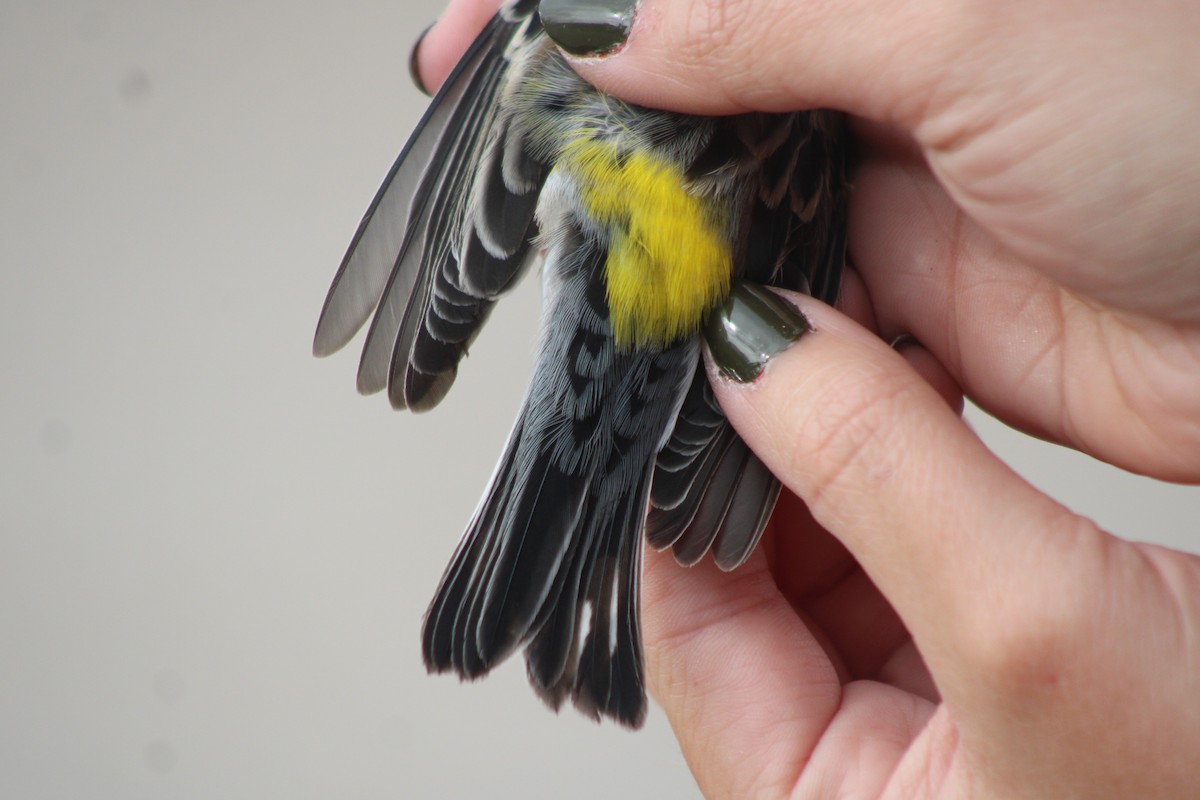 Yellow-rumped Warbler (Audubon's) - ML617640534