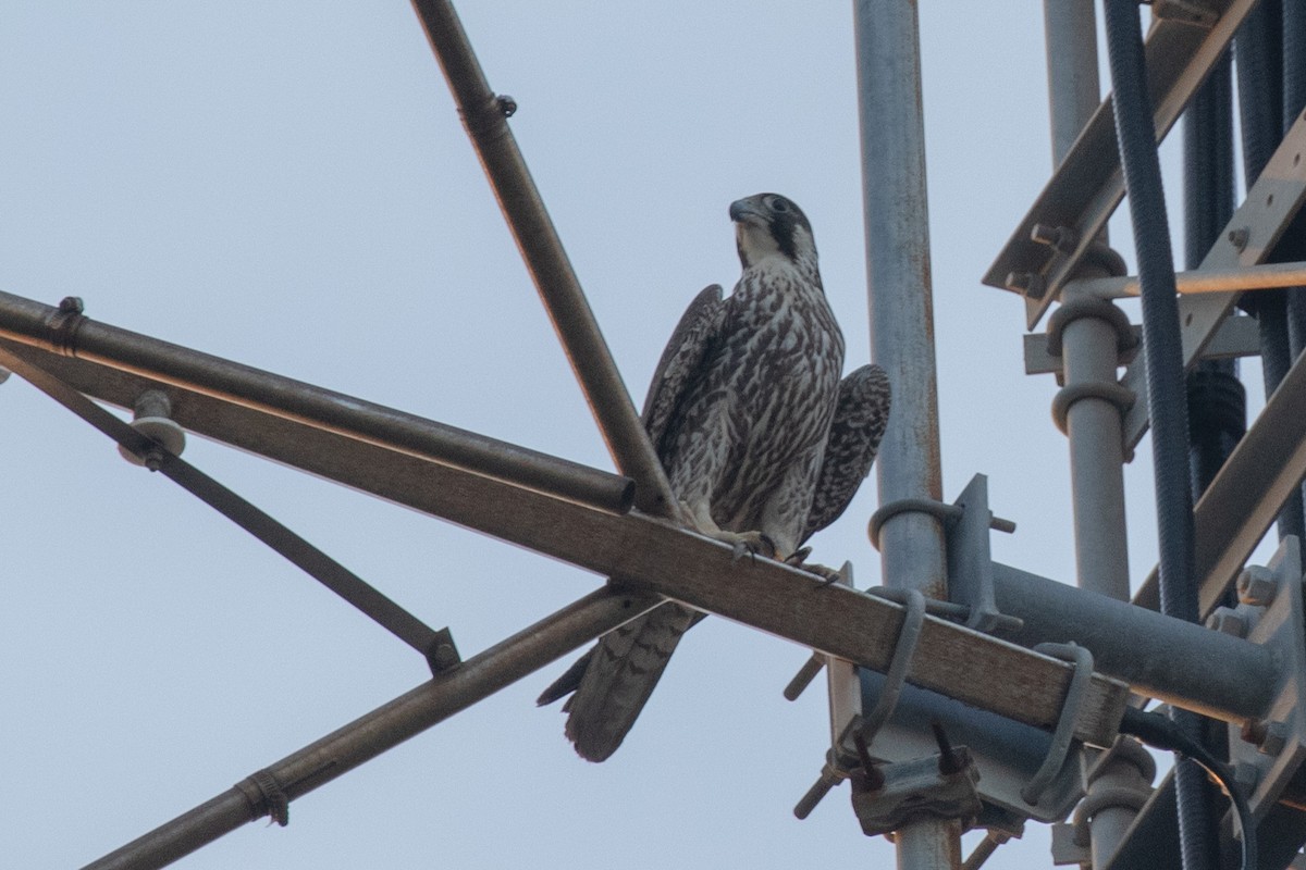Peregrine Falcon (Tundra) - ML617640571
