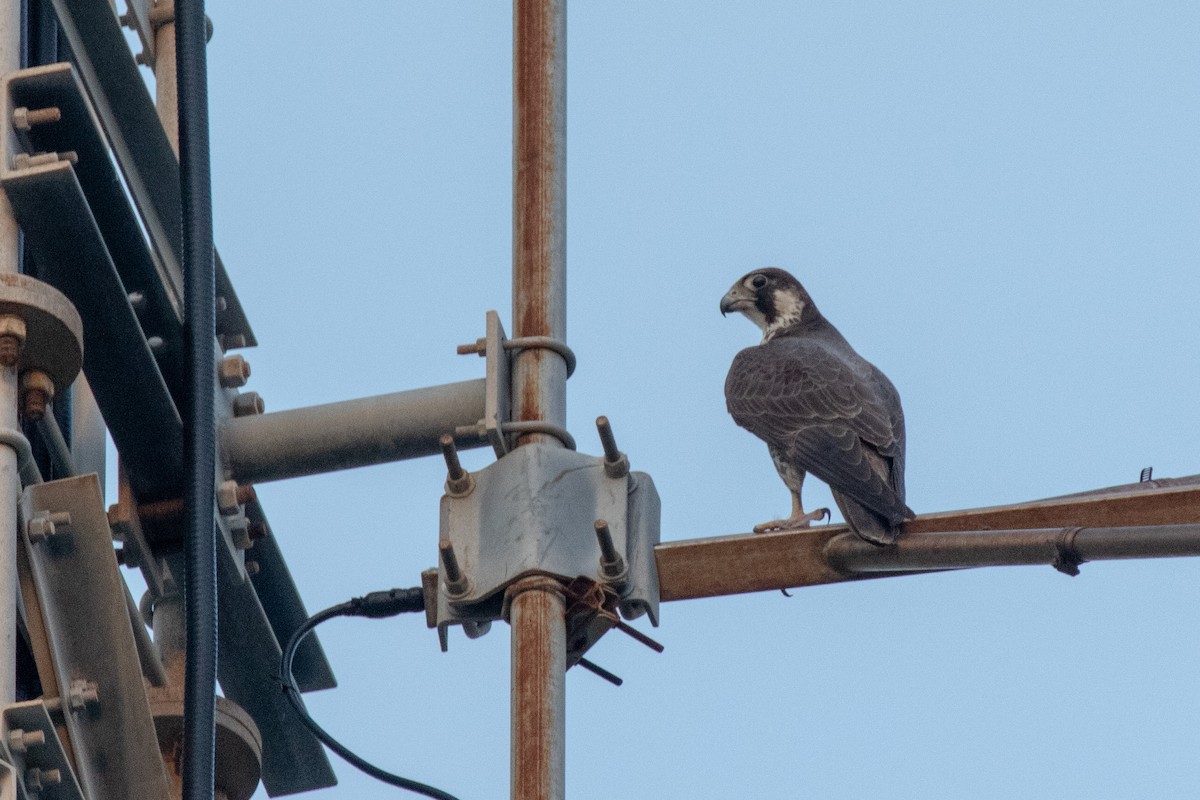 Peregrine Falcon (Tundra) - ML617640574