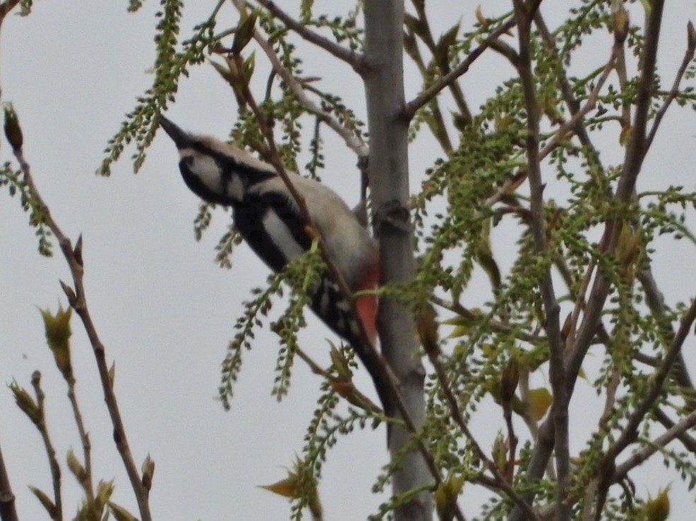 Great Spotted Woodpecker - Ivan V