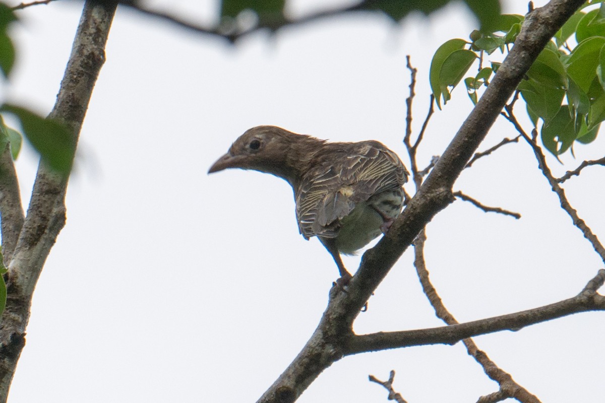 Australasian Figbird - Ashok Kolluru