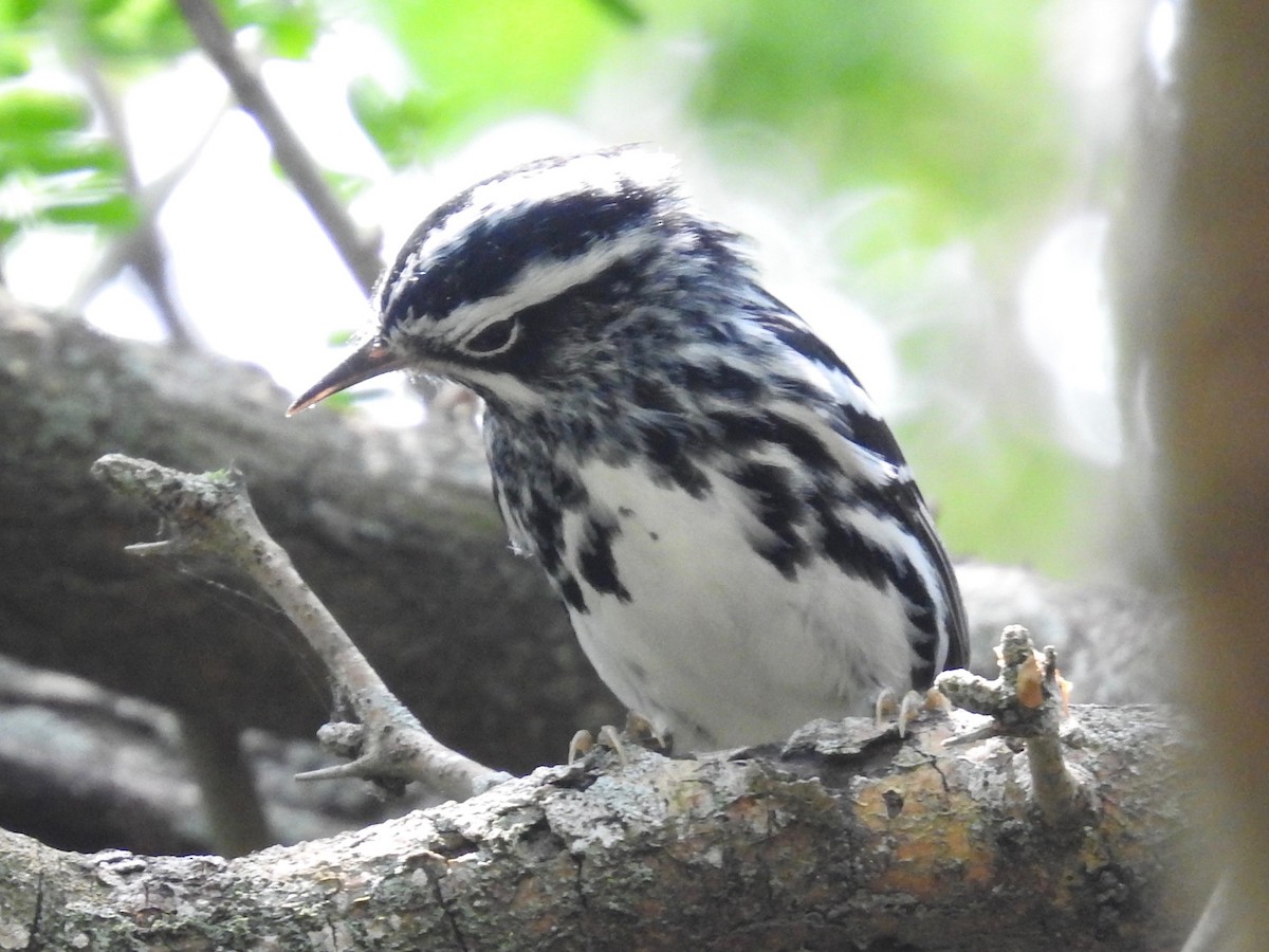 Black-and-white Warbler - ML617640737