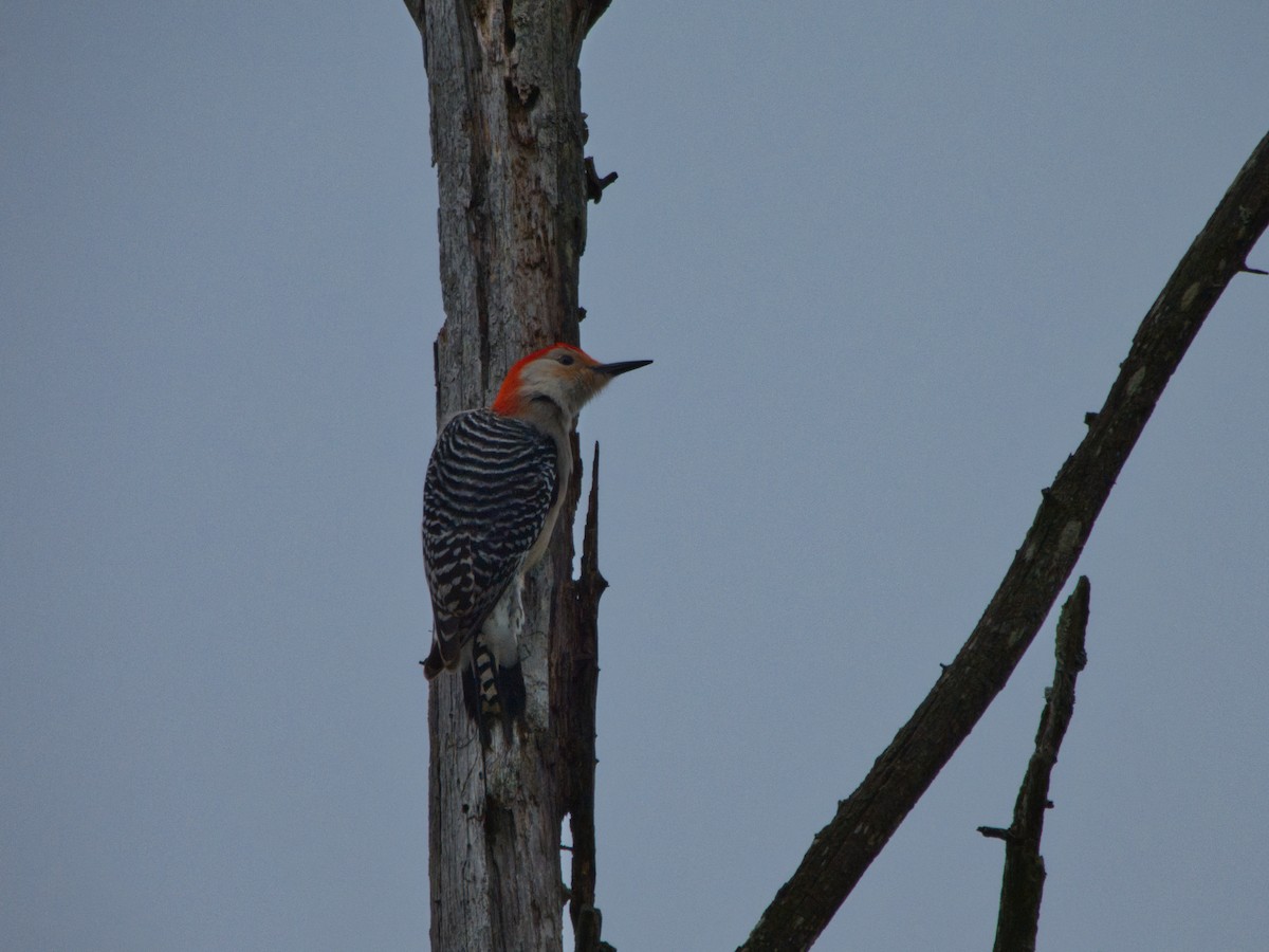 Red-bellied Woodpecker - ML617640738