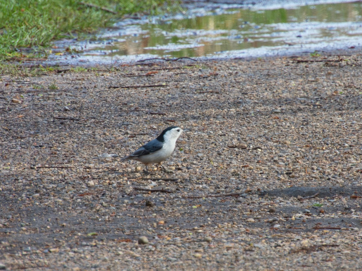 White-breasted Nuthatch - ML617640743