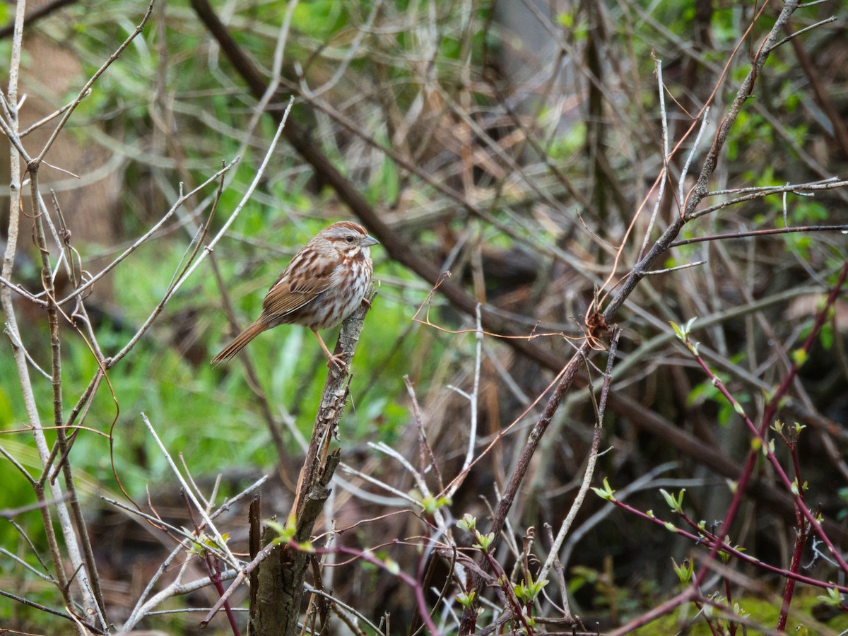 Song Sparrow - Andy Ingebritson