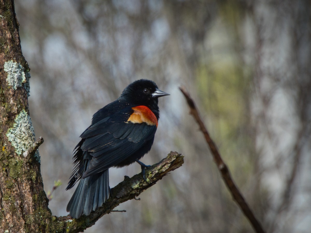 Red-winged Blackbird - Andy Ingebritson