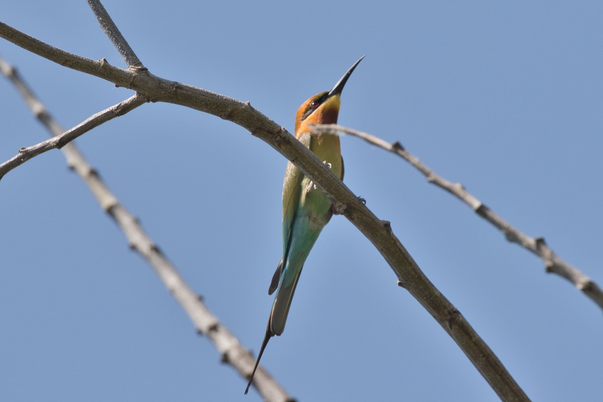Blue-tailed Bee-eater - ML617640775