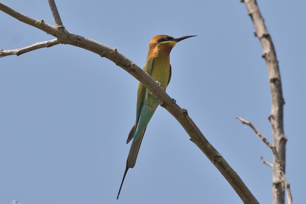 Blue-tailed Bee-eater - ML617640776