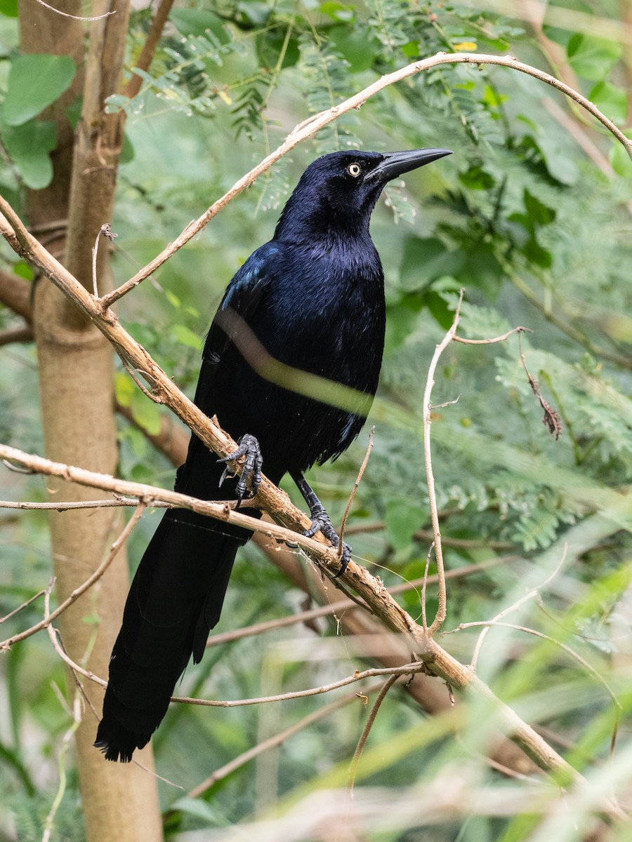 Great-tailed Grackle - ML617640895