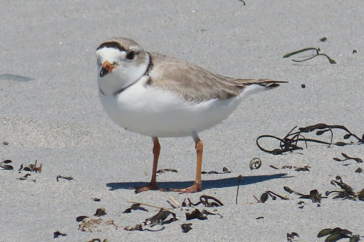 Piping Plover - ML617640910