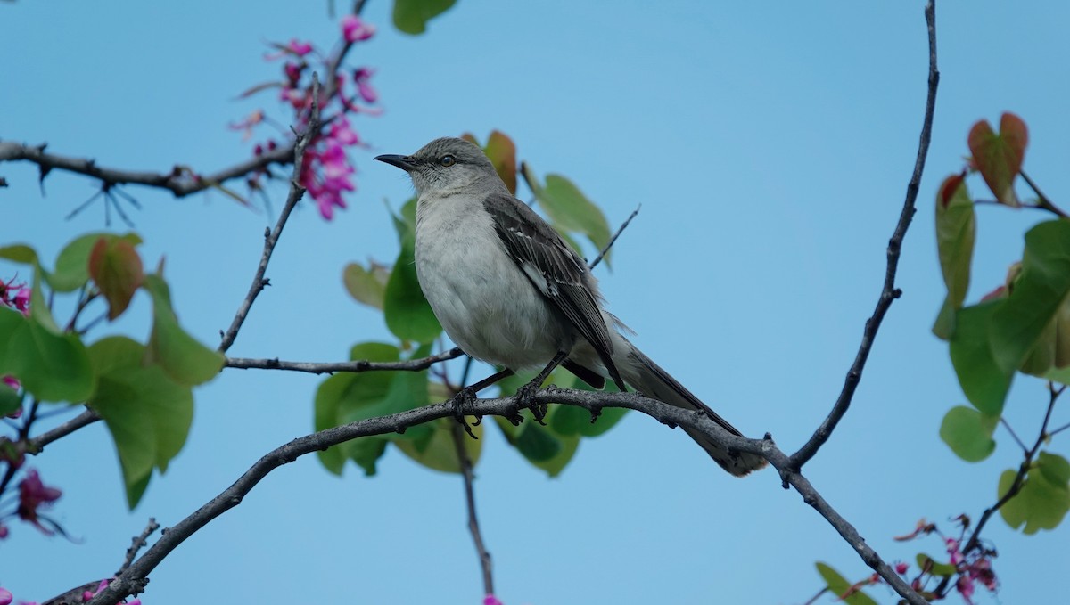 Northern Mockingbird - TK Birder