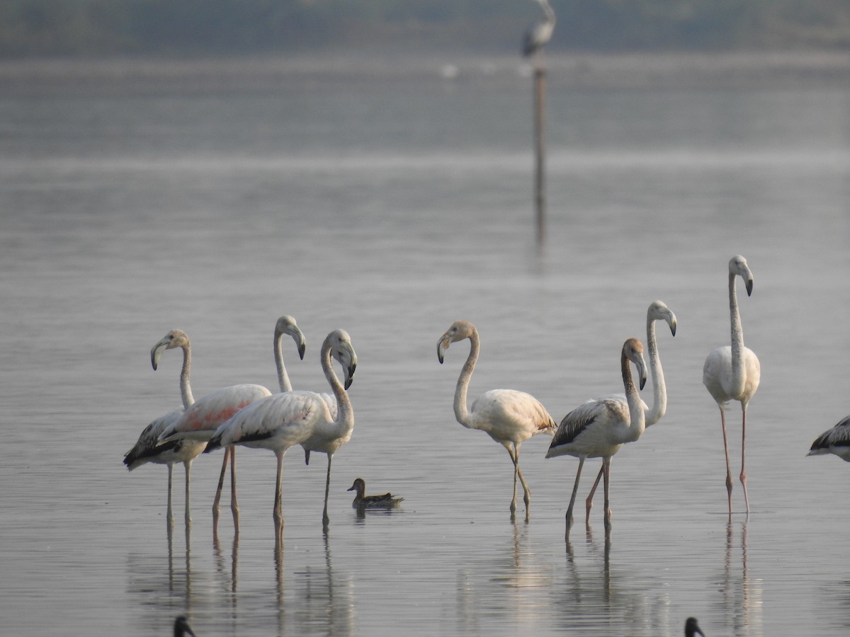 Greater Flamingo - Sudhanva Jahagirdar
