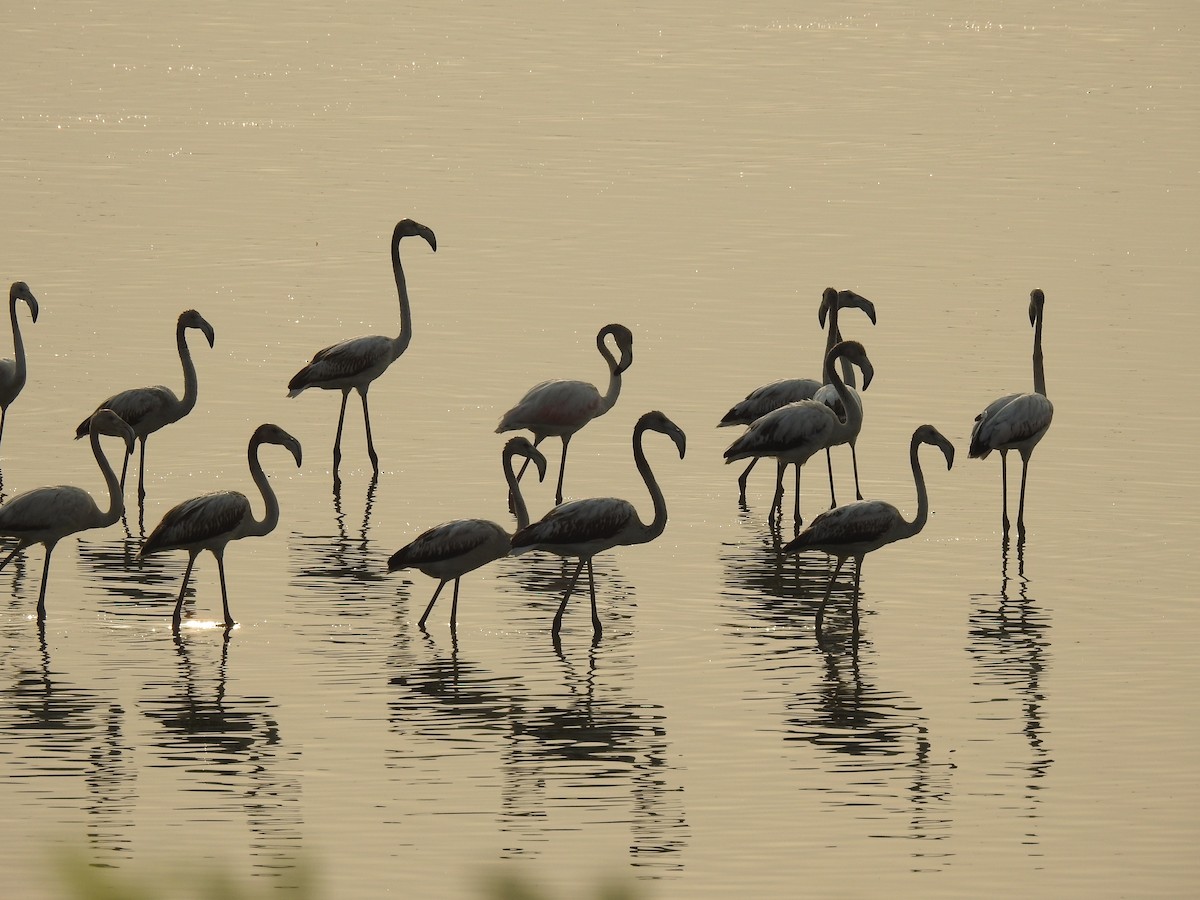 Greater Flamingo - Sudhanva Jahagirdar