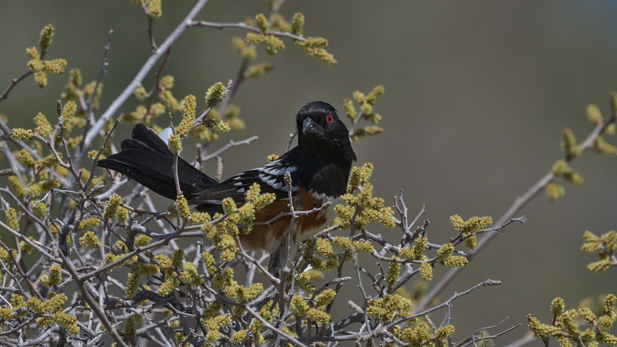 Spotted Towhee - ML617641034