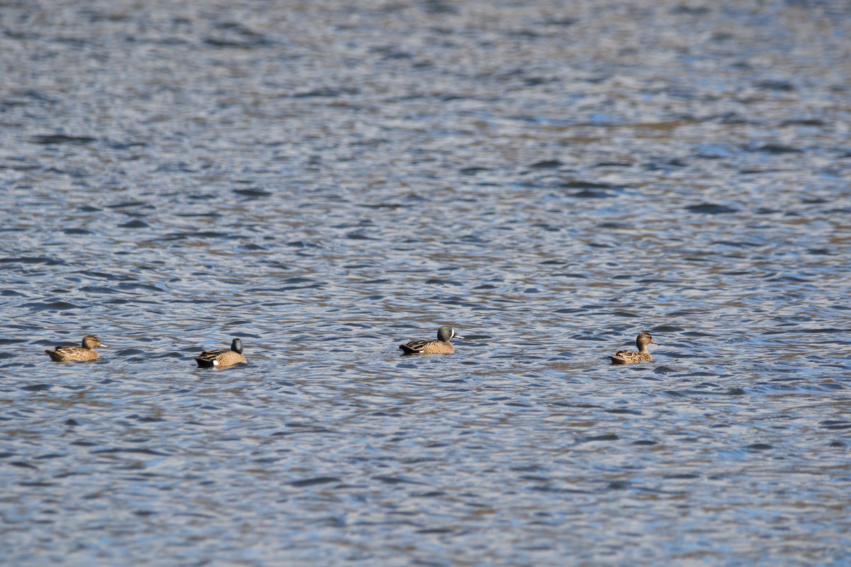Blue-winged Teal - ML617641035