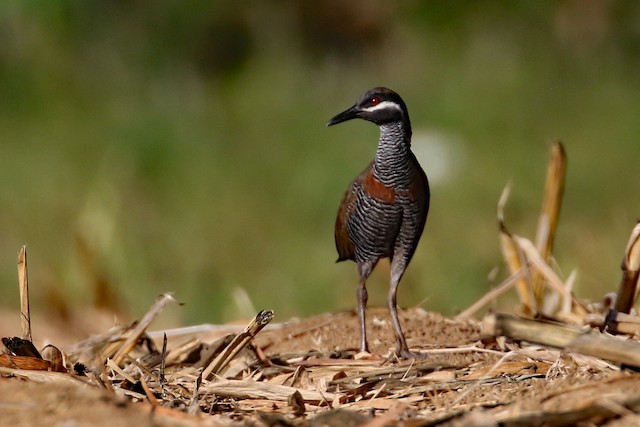 Barred Rail at UP Los Baños--DTRI by Dave Beeke