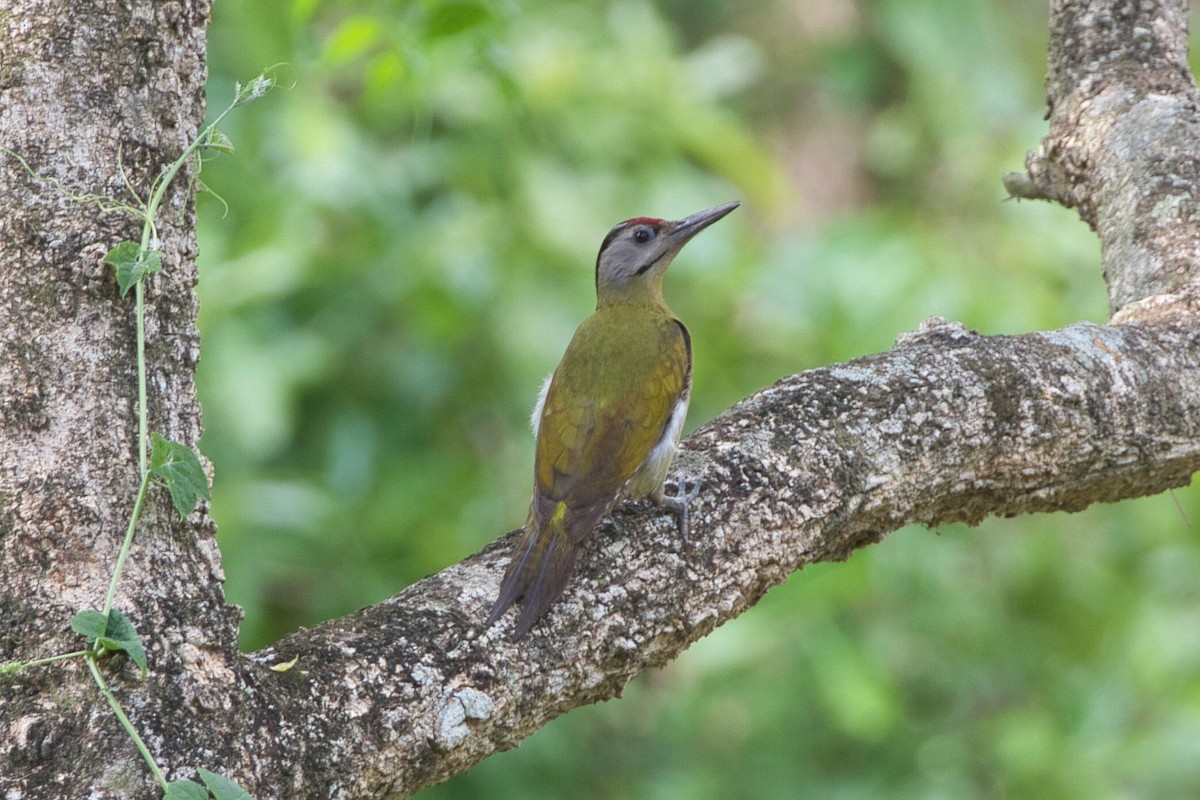 Gray-headed Woodpecker - ML617641073
