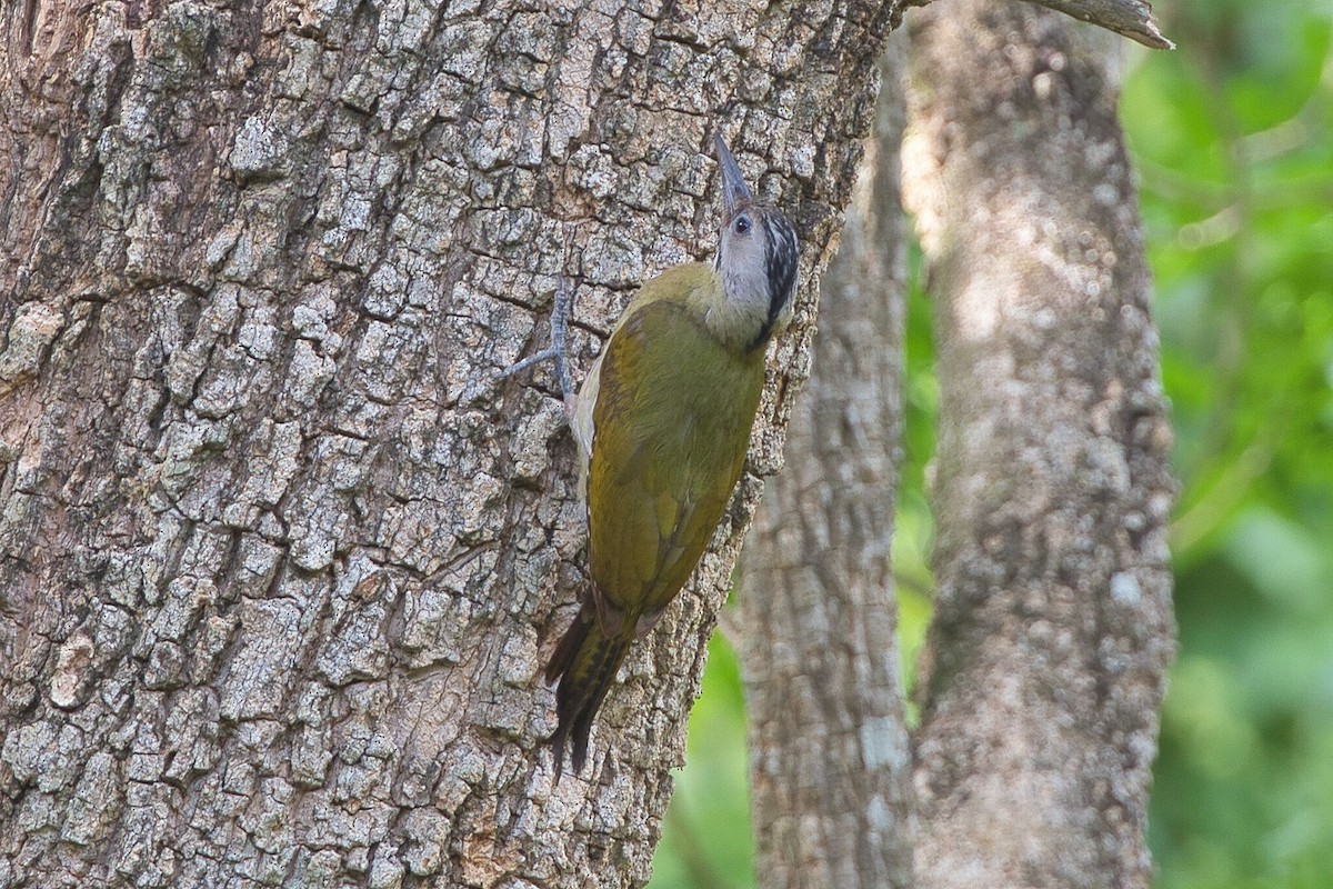 Gray-headed Woodpecker - ML617641074