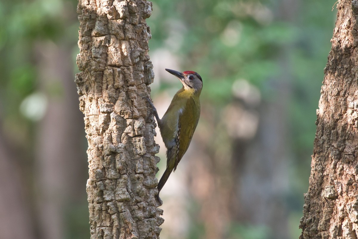 Gray-headed Woodpecker - ML617641075
