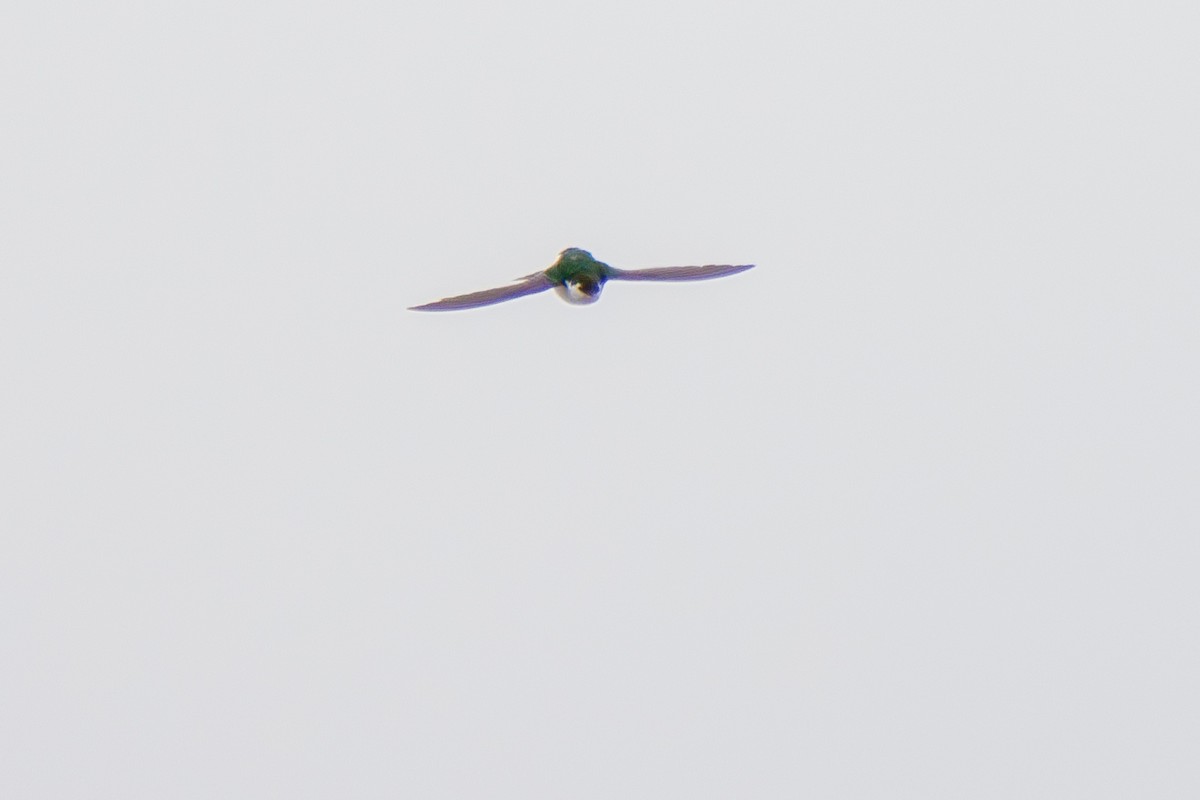 Violet-green Swallow - ML617641080
