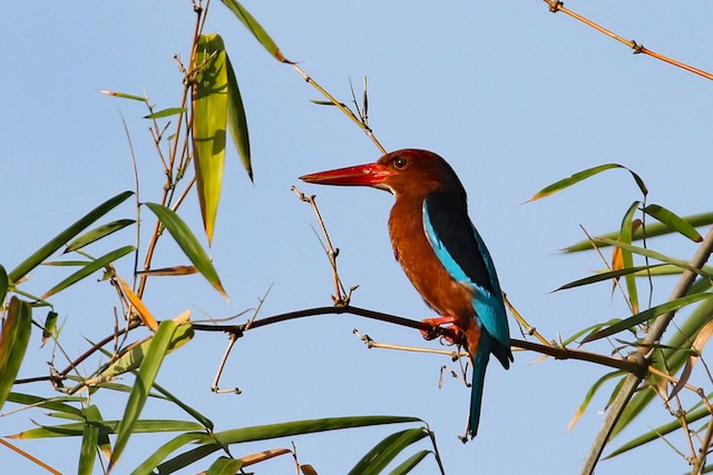 Brown-breasted Kingfisher at UP Los Baños--DTRI by Dave Beeke