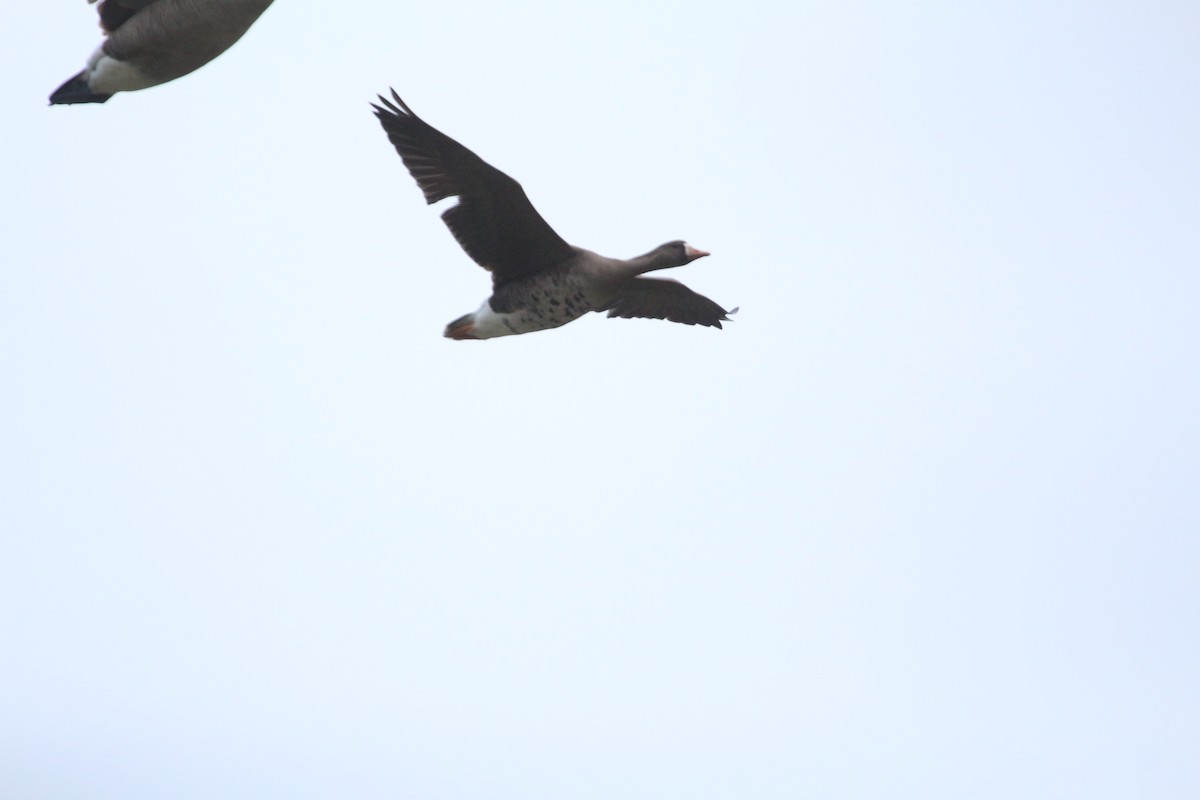 Greater White-fronted Goose - ML617641083