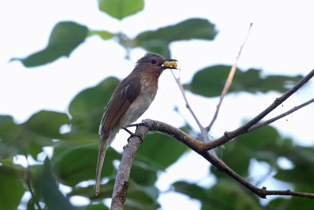 Philippine Bulbul at UP Los Baños--DTRI by Dave Beeke