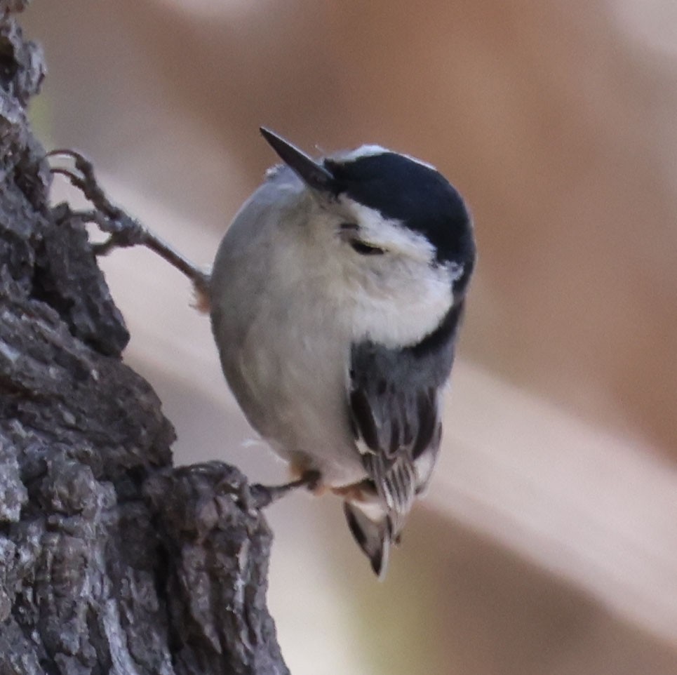 White-breasted Nuthatch - ML617641118