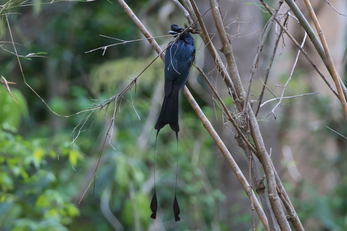 Greater Racket-tailed Drongo - ML617641184