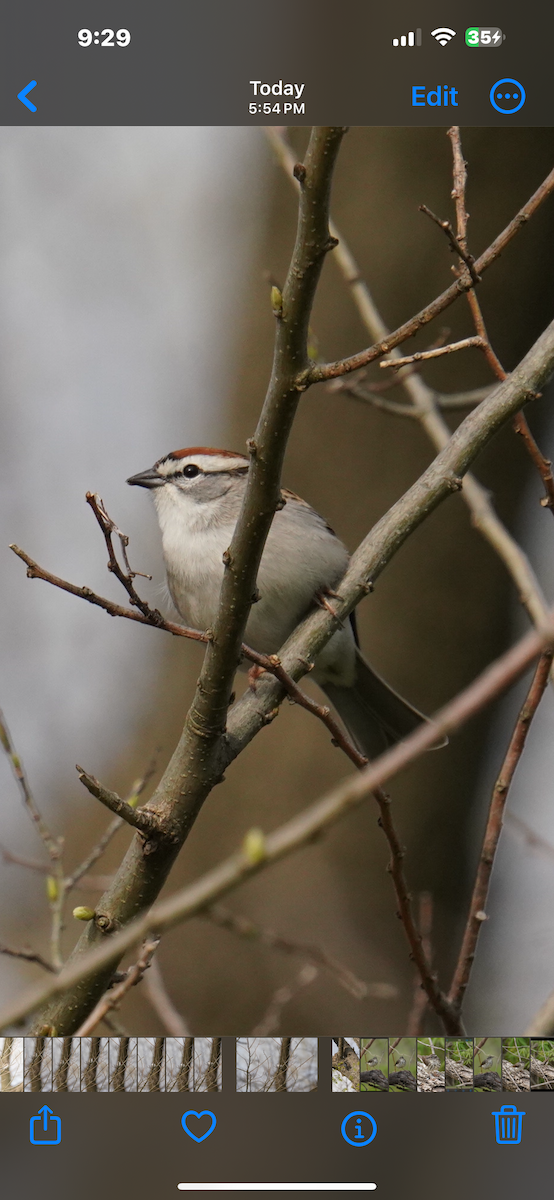 Chipping Sparrow - ML617641204