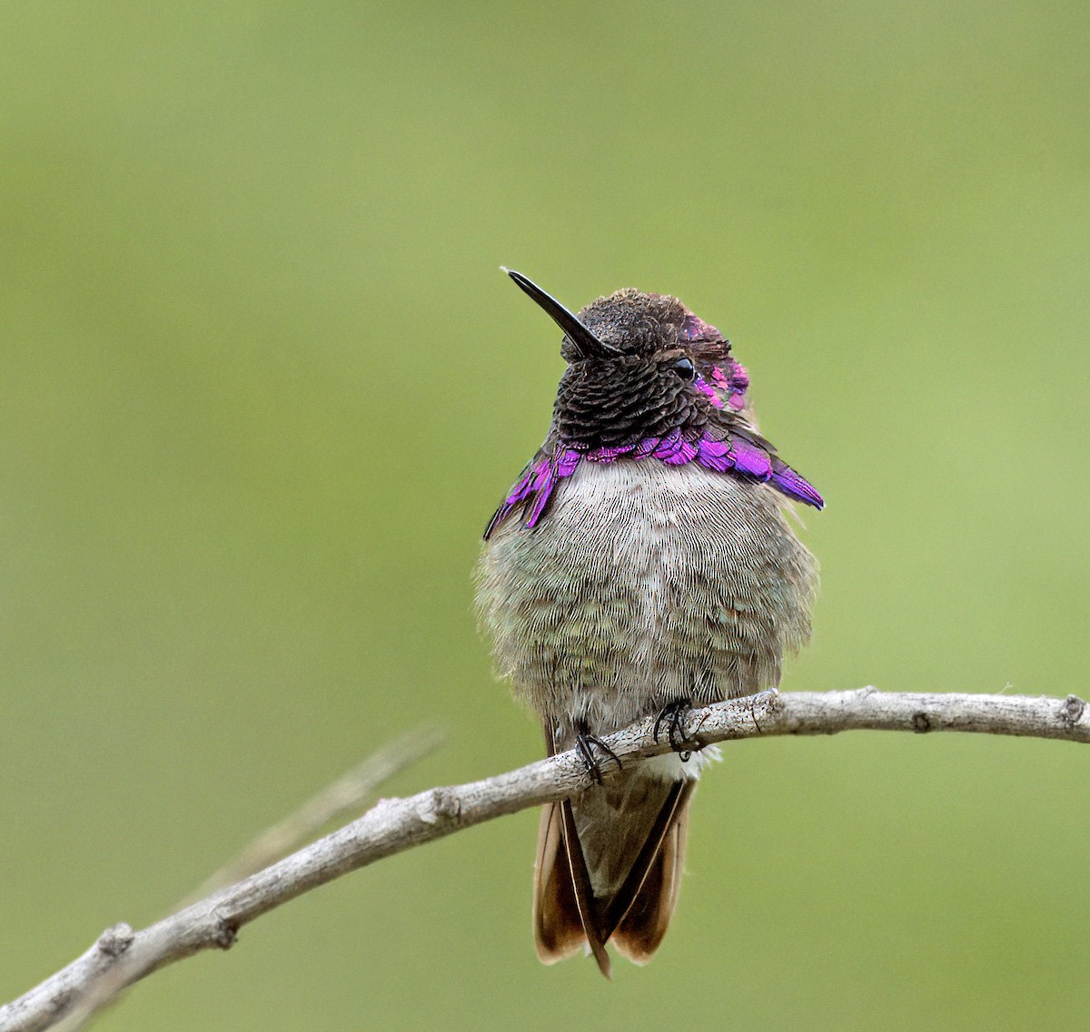 Costa's Hummingbird - ML617641220