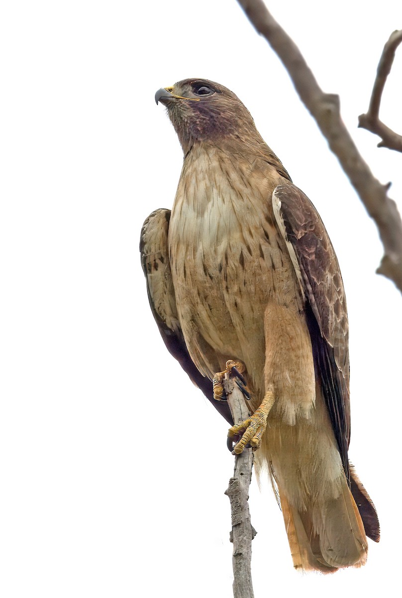 Red-tailed Hawk - ML617641226