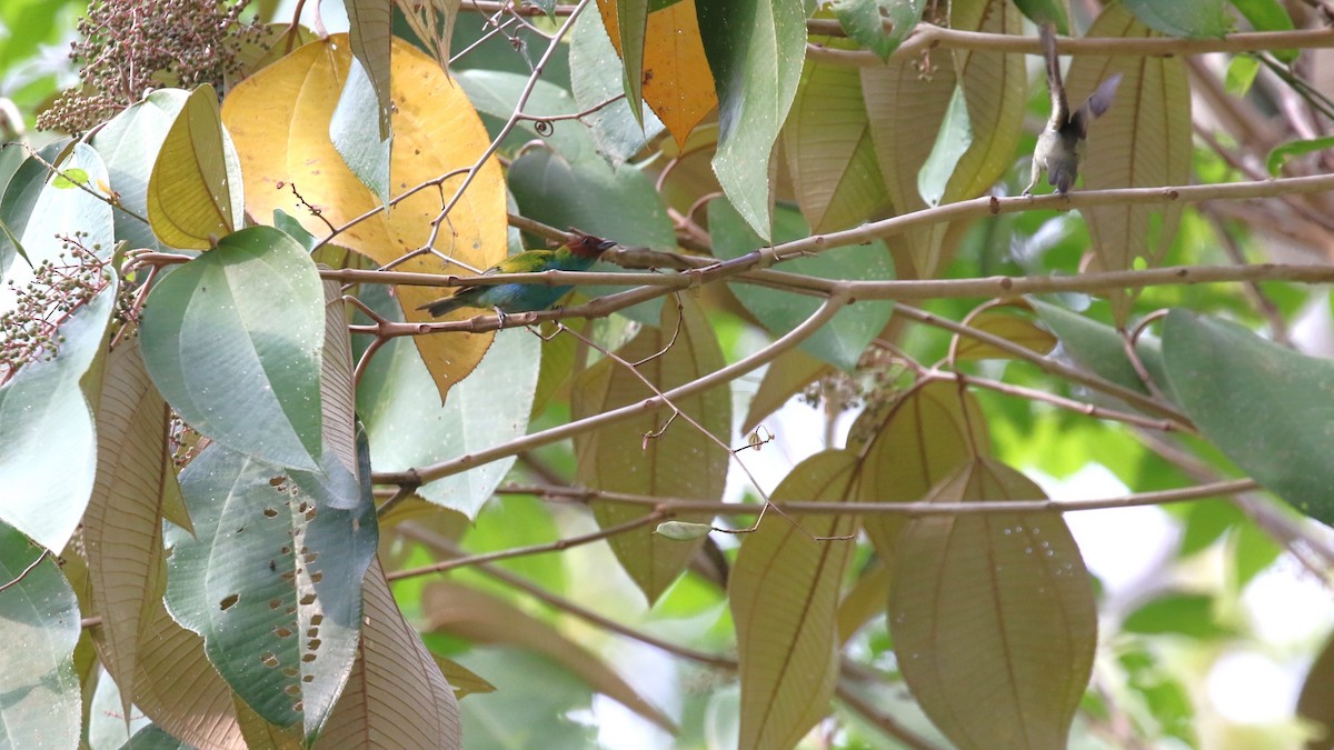 Bay-headed Tanager - ML617641239