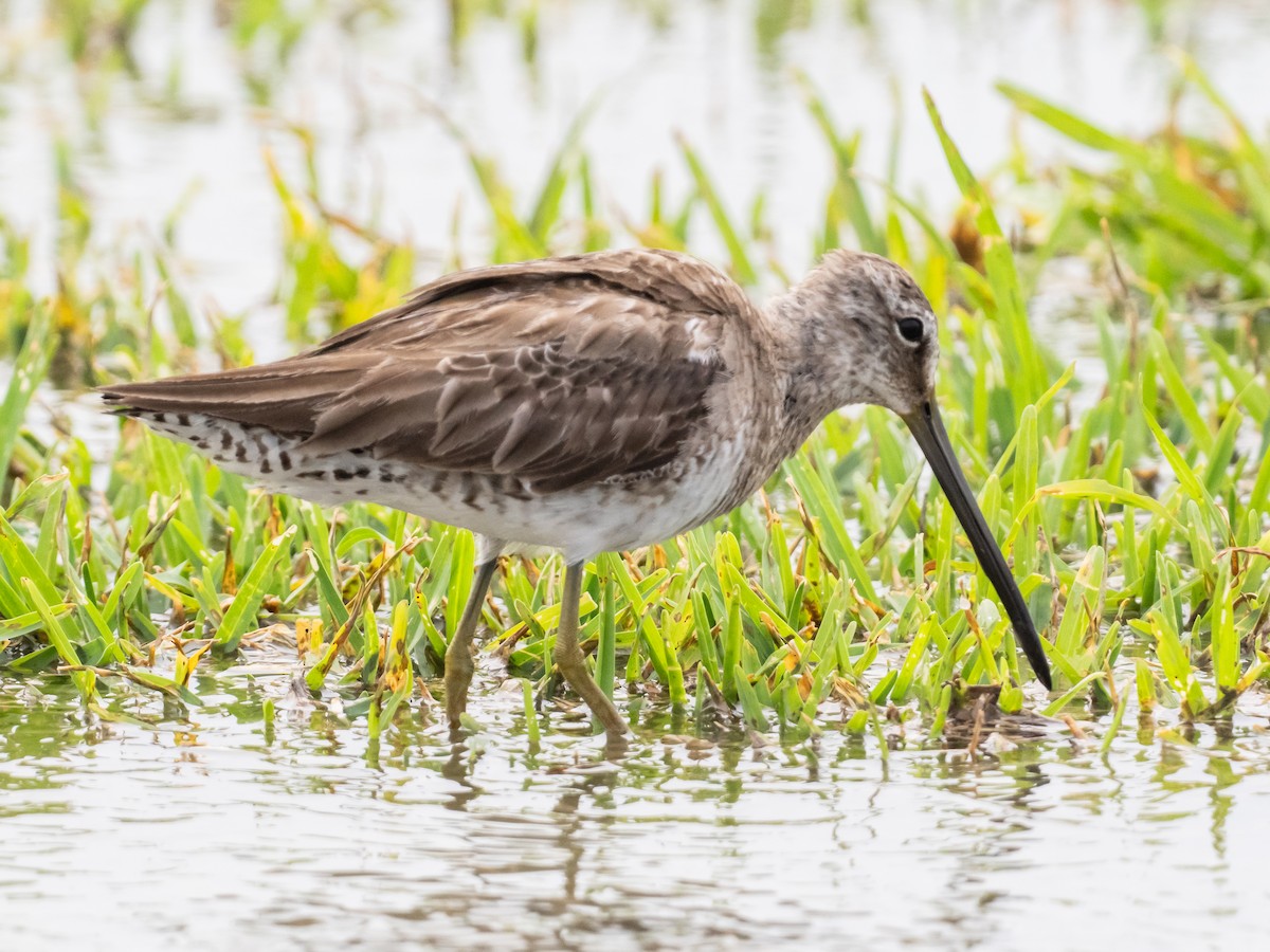 Long-billed Dowitcher - ML617641242
