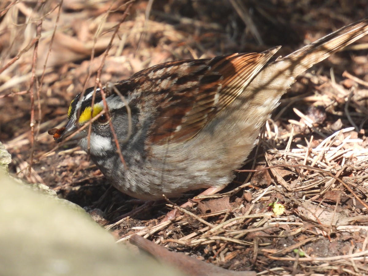 White-throated Sparrow - ML617641243
