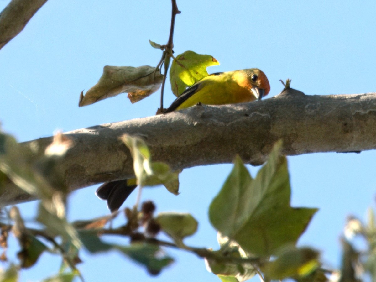 Western Tanager - ML617641245