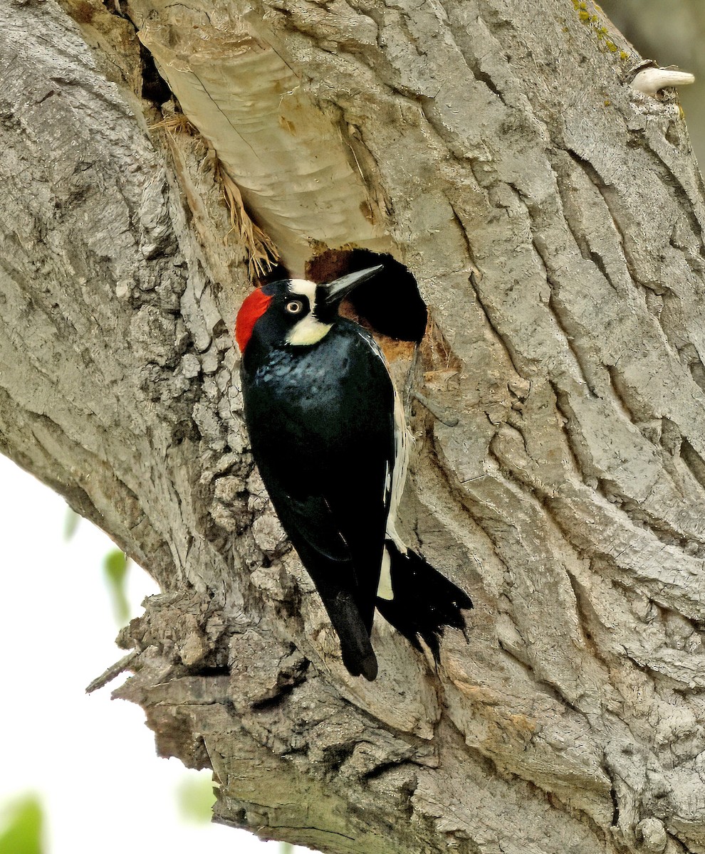 Acorn Woodpecker - ML617641248