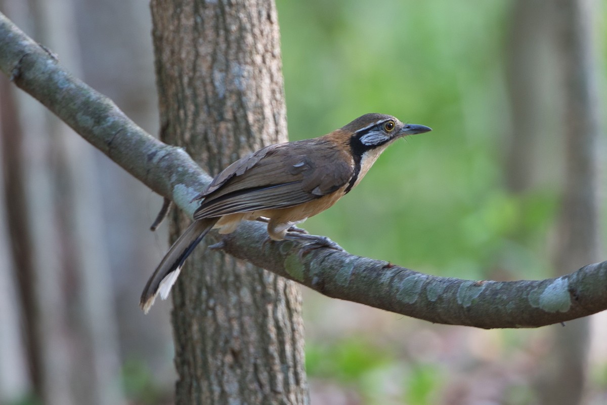 Greater Necklaced Laughingthrush - ML617641266