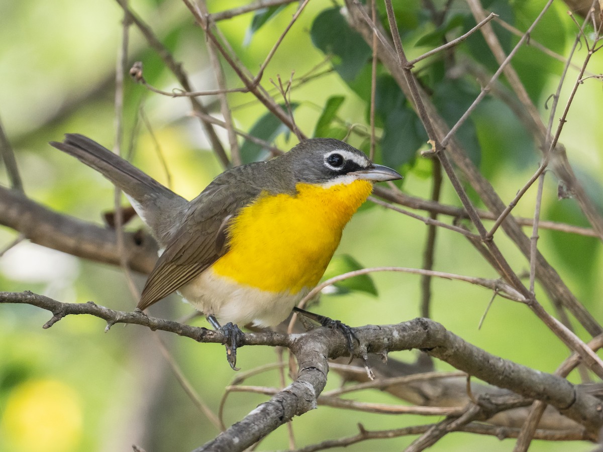 Yellow-breasted Chat - ML617641282