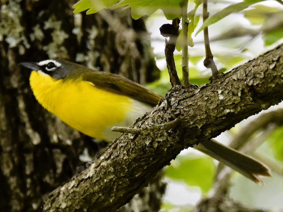 Yellow-breasted Chat - ML617641298