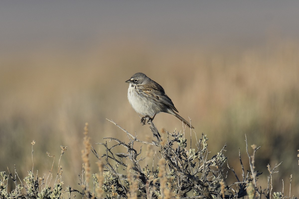 Sagebrush Sparrow - ML617641370