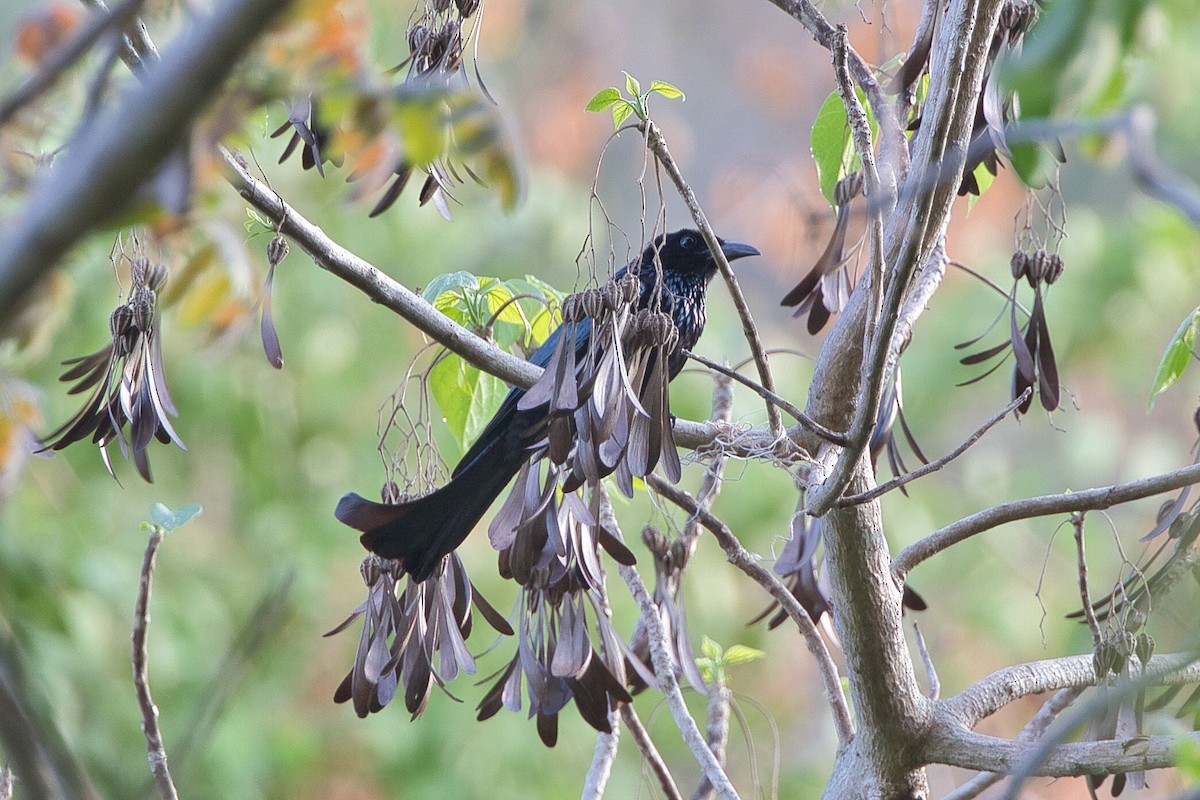 Hair-crested Drongo - ML617641389