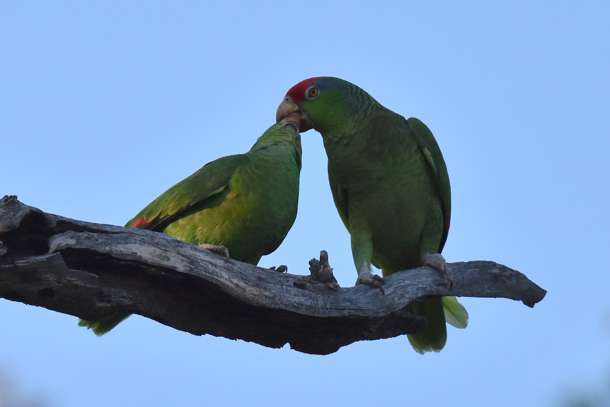 Red-crowned Parrot - Naresh Satyan