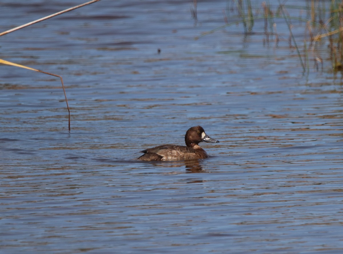 Greater Scaup - ML617641520