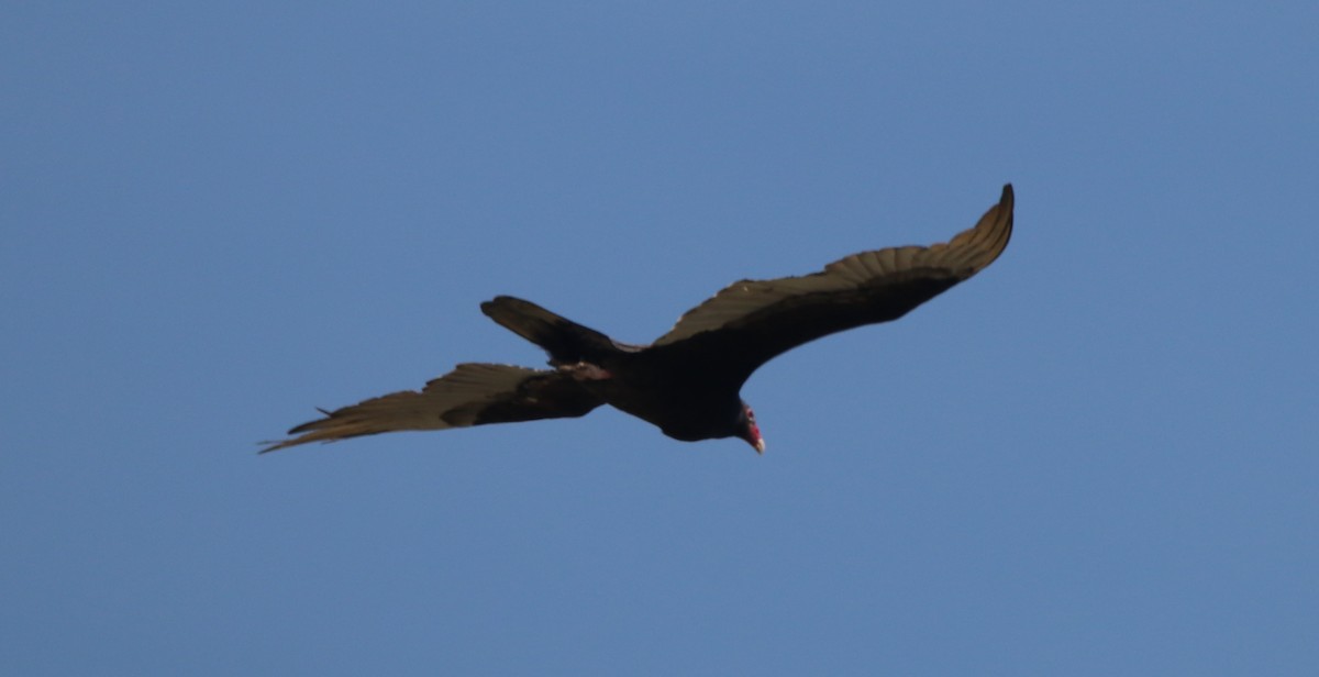 Turkey Vulture - ML617641545