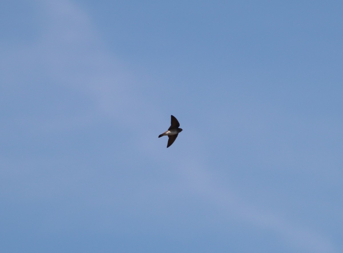 Northern Rough-winged Swallow - ML617641551