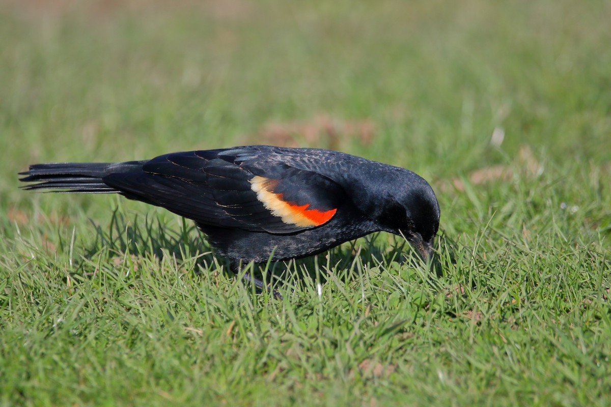 Red-winged Blackbird - ML617641597